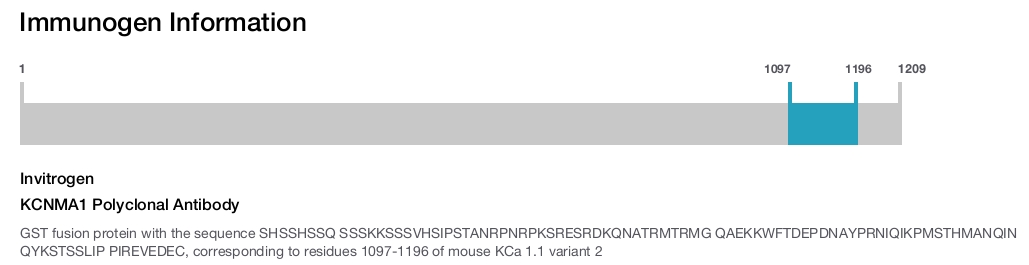 KCNMA1 Polyclonal Antibody
