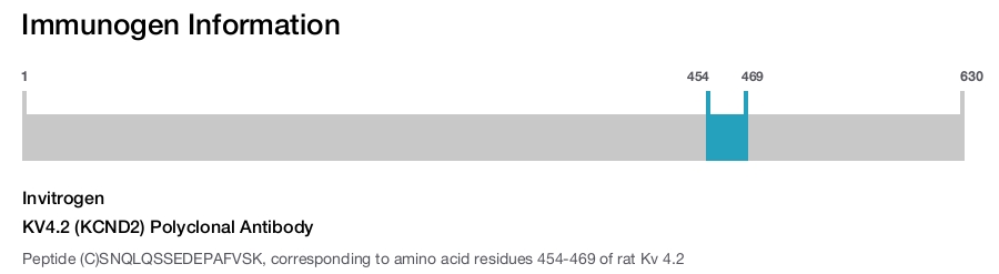 KV4.2 (KCND2) Polyclonal Antibody