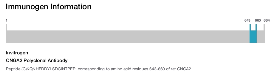 CNGA2 Polyclonal Antibody
