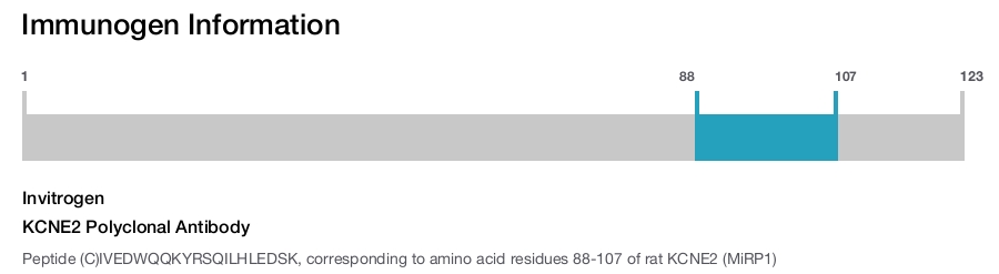 KCNE2 Polyclonal Antibody