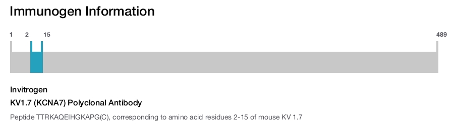 KV1.7 (KCNA7) Polyclonal Antibody