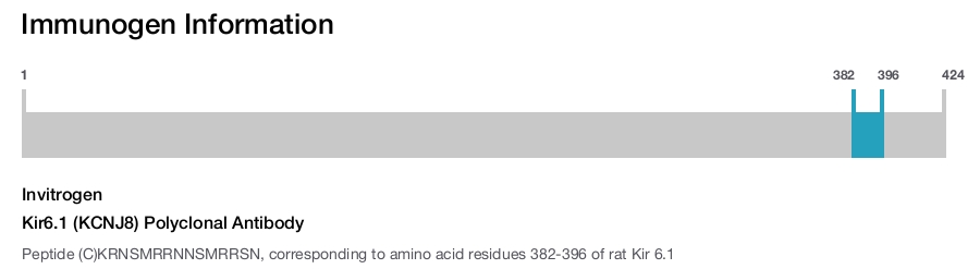 Kir6.1 (KCNJ8) Polyclonal Antibody
