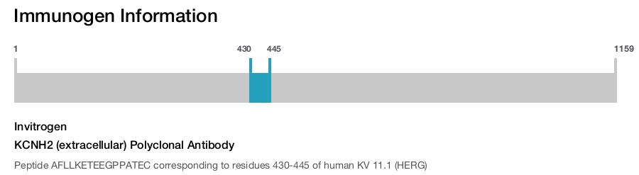KCNH2 (extracellular) Polyclonal Antibody