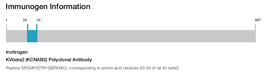 KVbeta2 (KCNAB2) Polyclonal Antibody