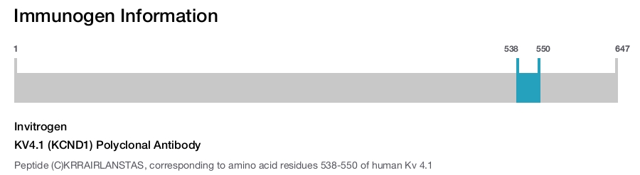 KV4.1 (KCND1) Polyclonal Antibody