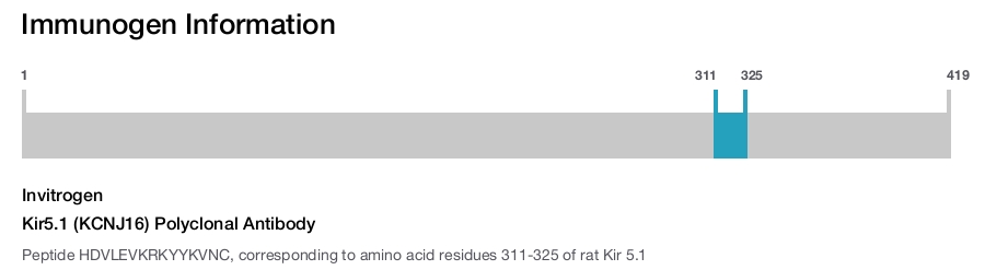Kir5.1 (KCNJ16) Polyclonal Antibody