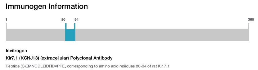 Kir7.1 (KCNJ13) (extracellular) Polyclonal Antibody
