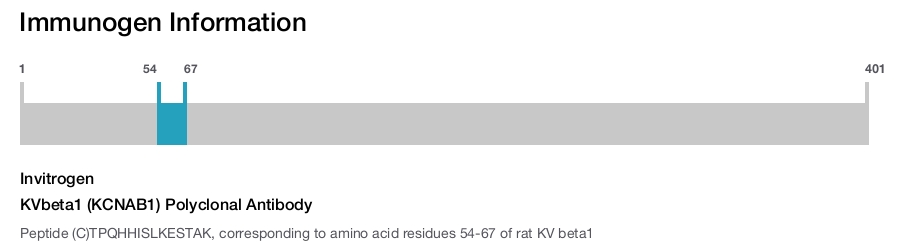 KVbeta1 (KCNAB1) Polyclonal Antibody