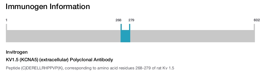 KV1.5 (KCNA5) (extracellular) Polyclonal Antibody