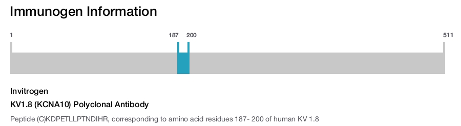 KV1.8 (KCNA10) Polyclonal Antibody