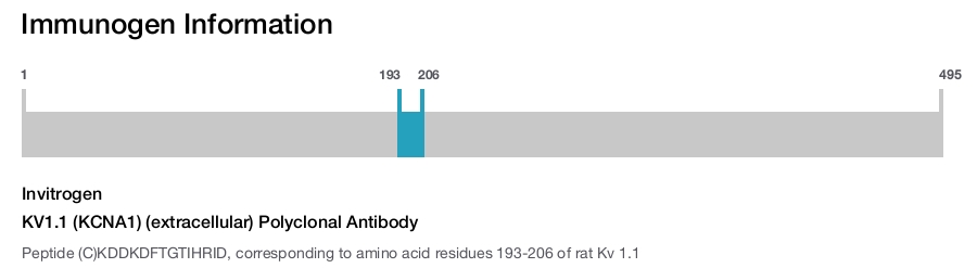 KV1.1 (KCNA1) (extracellular) Polyclonal Antibody
