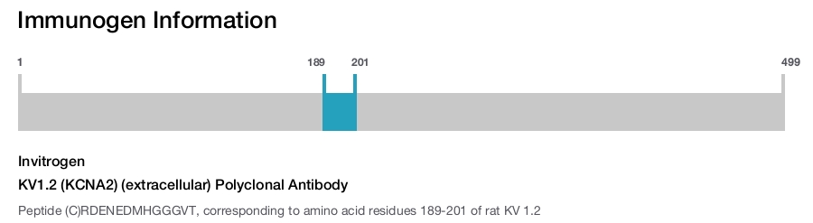 KV1.2 (KCNA2) (extracellular) Polyclonal Antibody