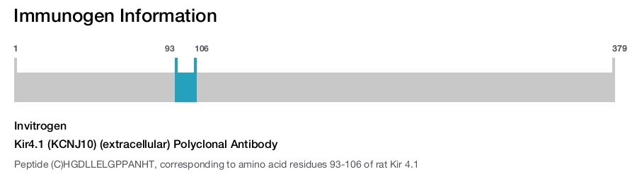 Kir4.1 (KCNJ10) (extracellular) Polyclonal Antibody