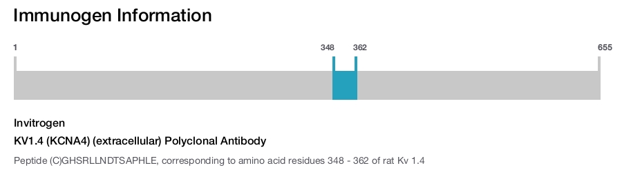KV1.4 (KCNA4) (extracellular) Polyclonal Antibody