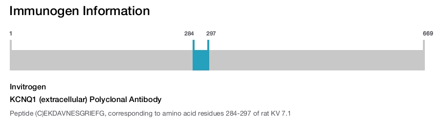 KCNQ1 (extracellular) Polyclonal Antibody