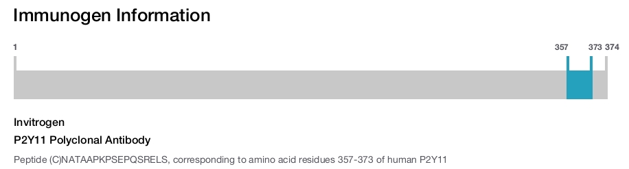 P2Y11 Polyclonal Antibody