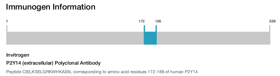 P2Y14 (extracellular) Polyclonal Antibody