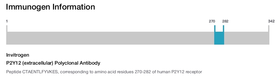 P2Y12 (extracellular) Polyclonal Antibody