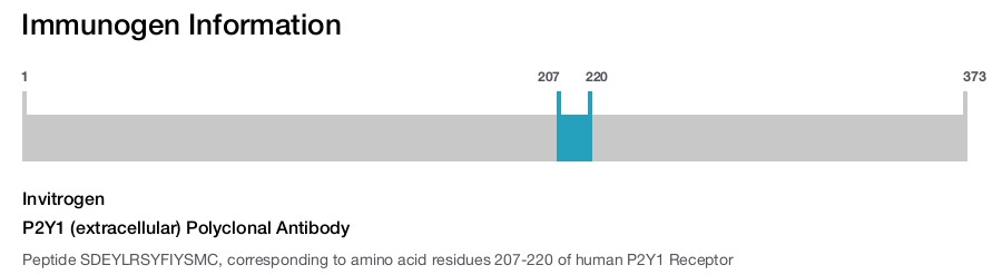 P2Y1 (extracellular) Polyclonal Antibody