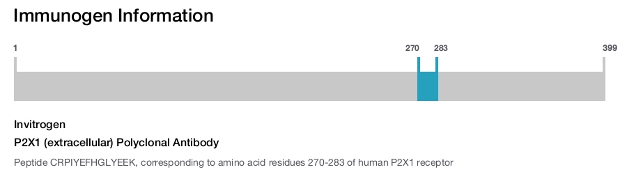 P2X1 (extracellular) Polyclonal Antibody
