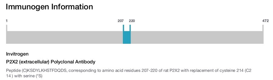 P2X2 (extracellular) Polyclonal Antibody
