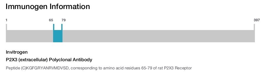 P2X3 (extracellular) Polyclonal Antibody