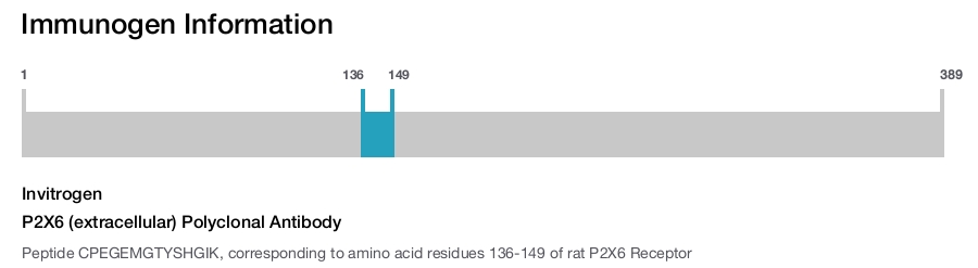 P2X6 (extracellular) Polyclonal Antibody