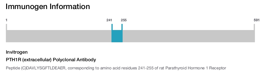 PTH1R (extracellular) Polyclonal Antibody