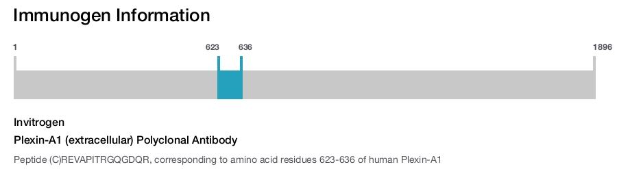 Plexin-A1 (extracellular) Polyclonal Antibody