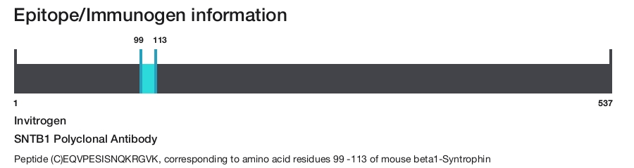 SNTB1 Polyclonal Antibody