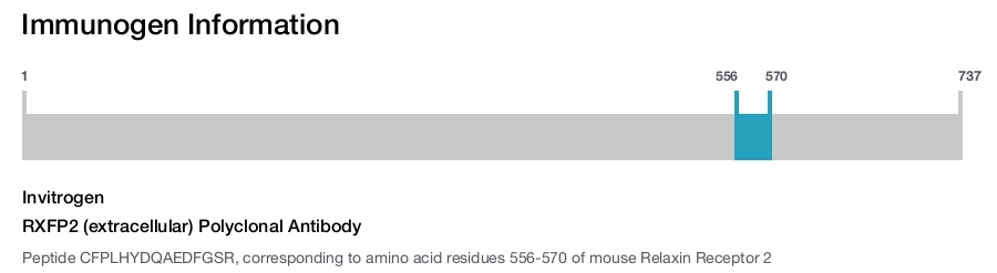 RXFP2 (extracellular) Polyclonal Antibody