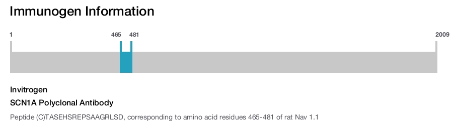 SCN1A Polyclonal Antibody