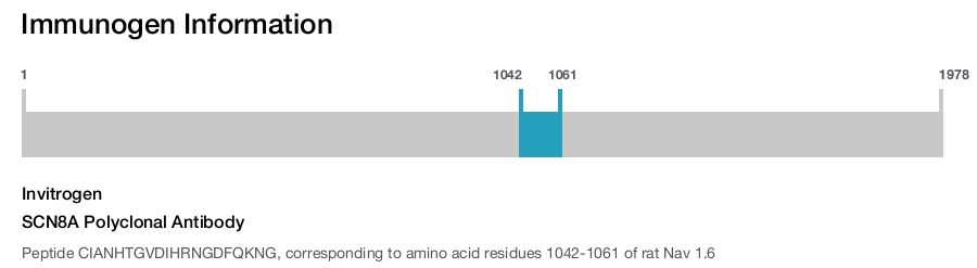 SCN8A Polyclonal Antibody