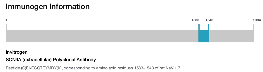 SCN9A (extracellular) Polyclonal Antibody