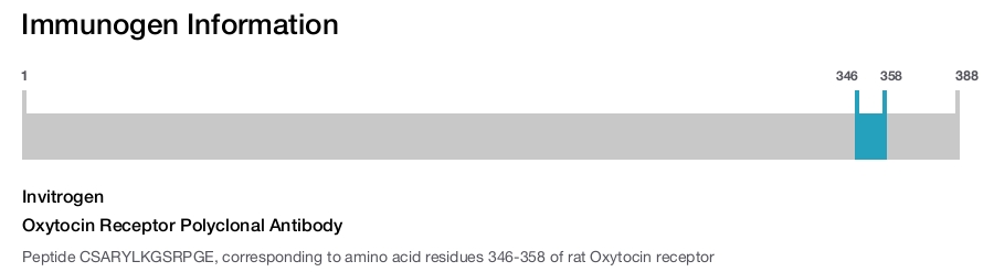 Oxytocin Receptor Polyclonal Antibody