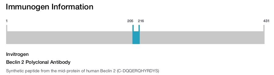 Beclin 2 Polyclonal Antibody