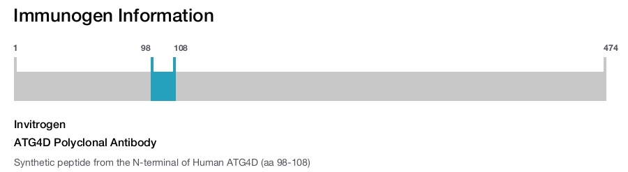 ATG4D Polyclonal Antibody