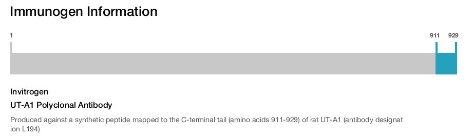 UT-A1 Polyclonal Antibody