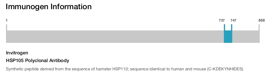 HSP105 Polyclonal Antibody