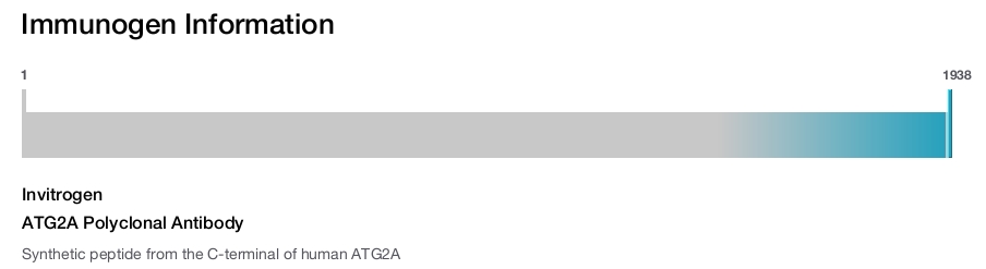ATG2A Polyclonal Antibody