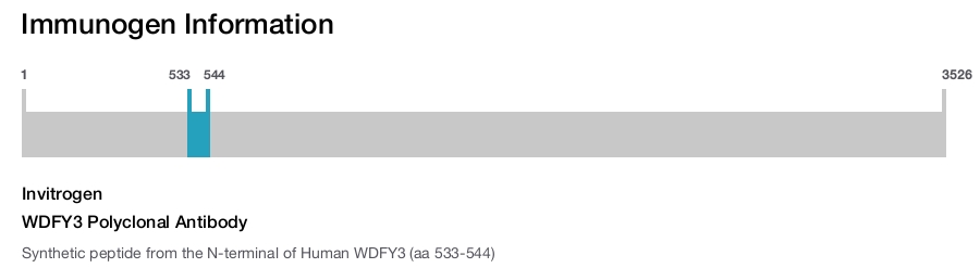WDFY3 Polyclonal Antibody