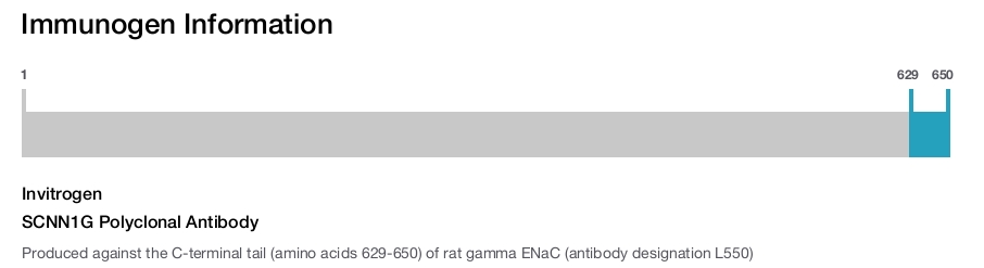 SCNN1G Polyclonal Antibody