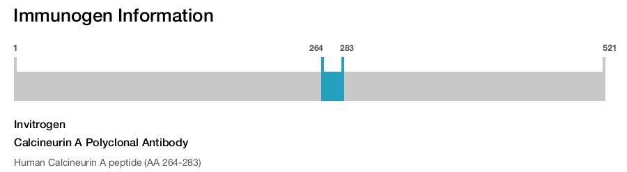 Calcineurin A Polyclonal Antibody