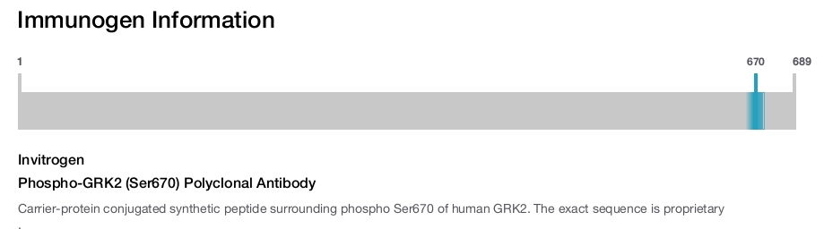 Phospho-GRK2 (Ser670) Polyclonal Antibody