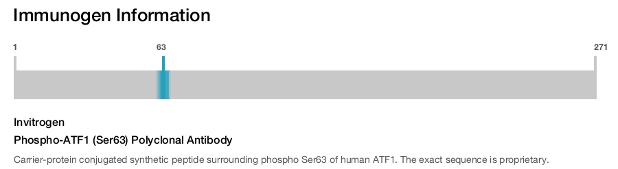 Phospho-ATF1 (Ser63) Polyclonal Antibody