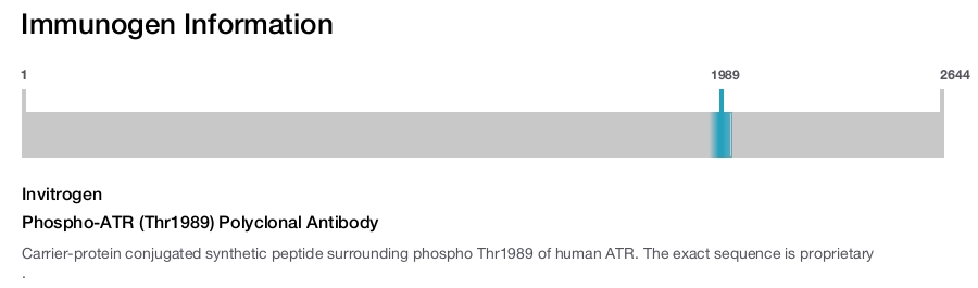 Phospho-ATR (Thr1989) Polyclonal Antibody