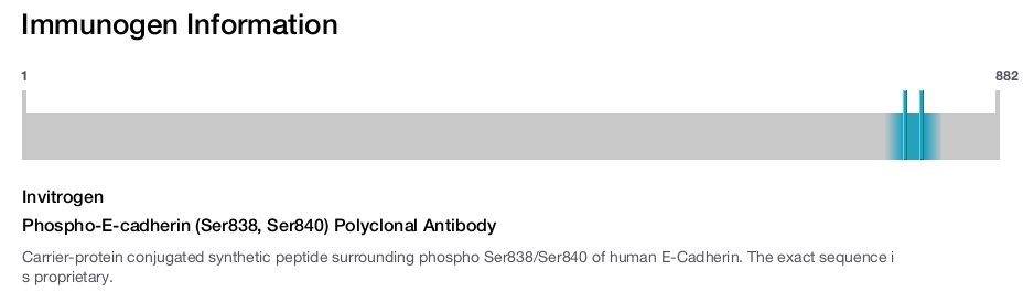 Phospho-E-cadherin (Ser838, Ser840) Polyclonal Antibody