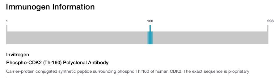 Phospho-CDK2 (Thr160) Polyclonal Antibody