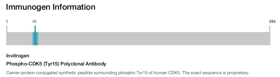 Phospho-CDK5 (Tyr15) Polyclonal Antibody