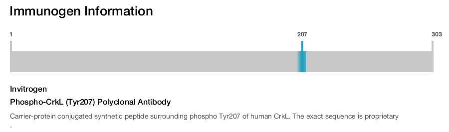 Phospho-CrkL (Tyr207) Polyclonal Antibody